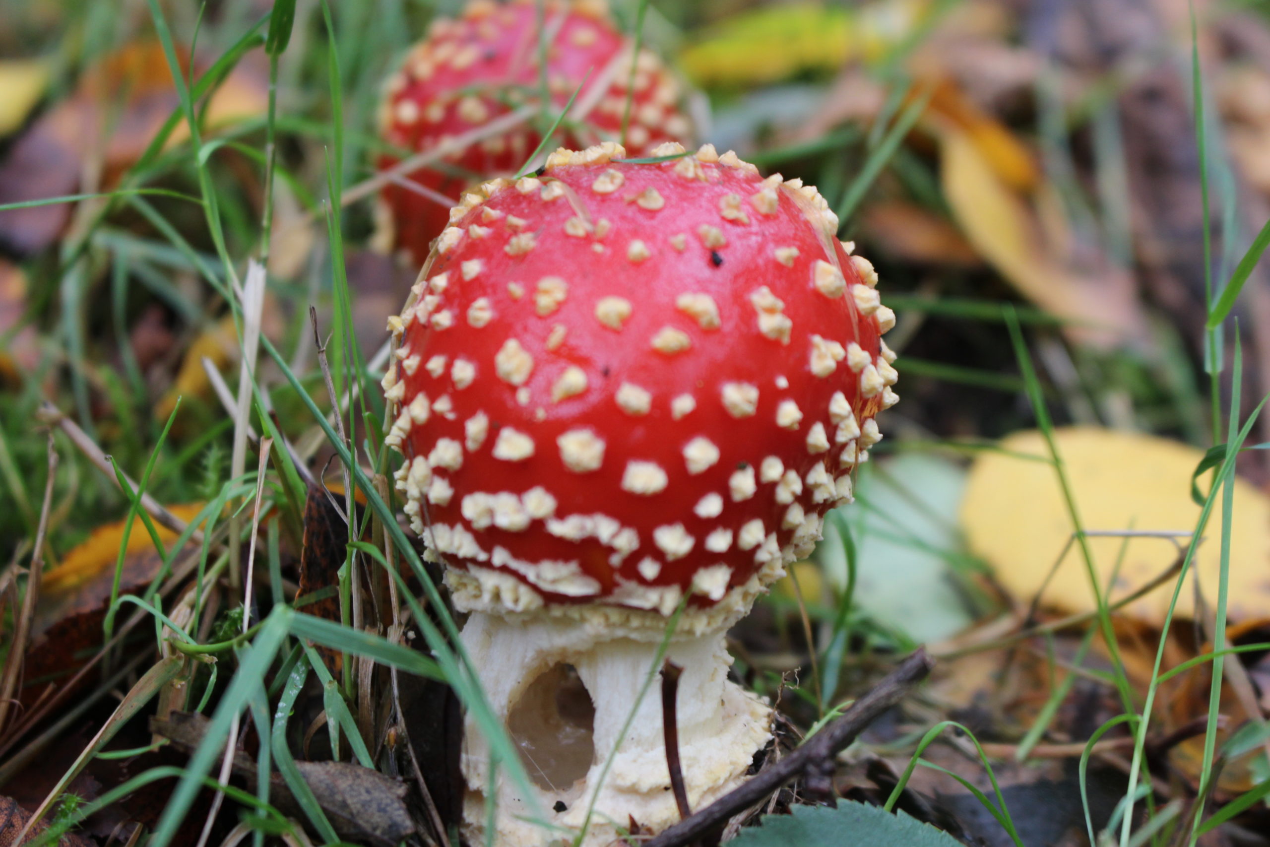 mushroom foraging west yorkshire